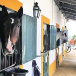Private Day Tour Tagus River, olive oil, winery and horses - Final Thoughts: Who Will Love This Tour?