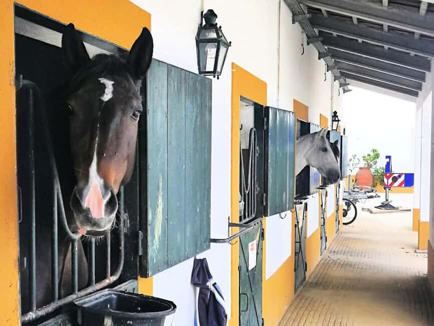 Private Day Tour Tagus River, olive oil, winery and horses - Final Thoughts: Who Will Love This Tour?