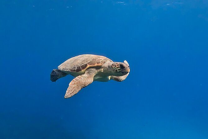 Private Discover Scuba Diving Experience in Messinia - What Makes This Tour Stand Out?