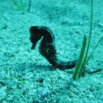 Private Discovery Dive + Photos & Videos - Why Choose Poseidon Dive Centre?