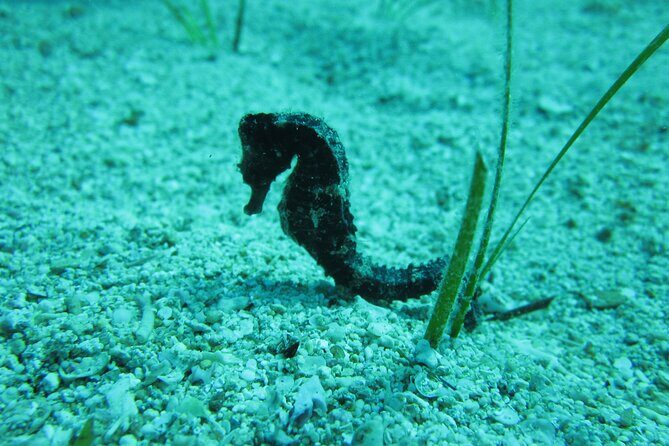 Private Discovery Dive + Photos & Videos - Why Choose Poseidon Dive Centre?