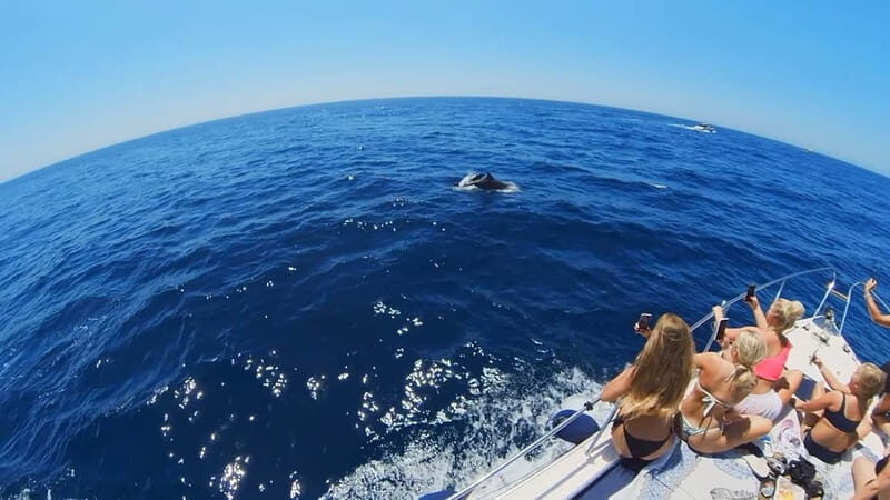 PRIVATE DOLPHIN WATCHING SUNSEEKER WITH DRINKS ON FUENGIROLA - A Deep Dive into the Fuengirola Dolphin Watching Experience