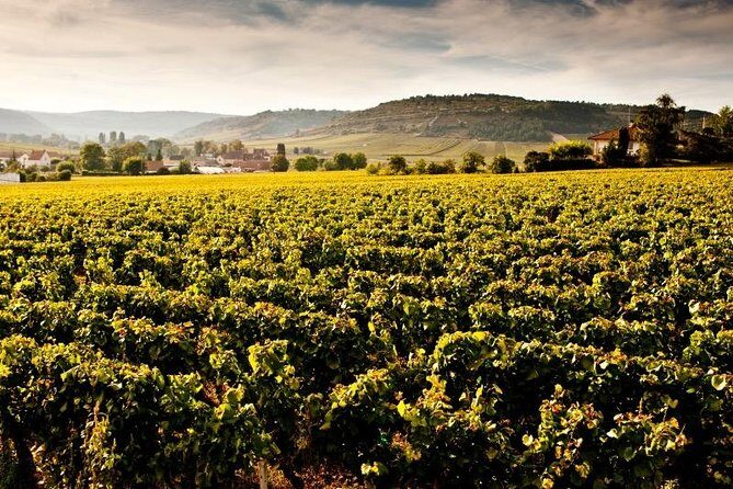 Private excursion to Côte de Beaune and Côte de Nuits (full day) - What’s the Experience Really Like?