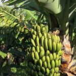 Private full day Faial, life on the island - Authentic Experiences That Stand Out