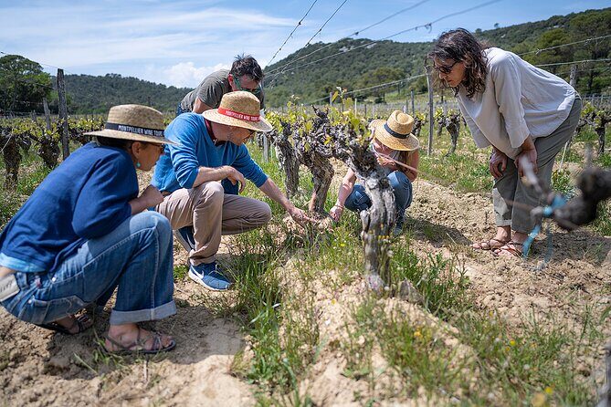 Private Full Day Pic Saint Loup Wine and Olive Tour with Lunch from Montpellier - Real Voices from Past Travelers
