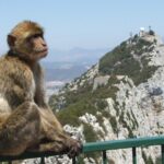 Private Full Day Tour of Gibraltar, Marbella and Puerto Banus from Malaga Hotel - Discovering Gibraltar: The British Overseas Territory with a Unique Charm