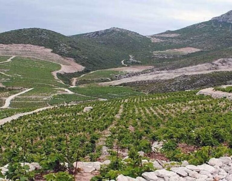 Private Full - Day Tour: Wine Tasting Tour to Peljesac - Who Will Love This Tour?