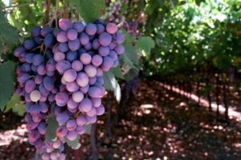 Private Full-Day Wine Tour from Dubrovnik to Peljesac - Transport & Comfort