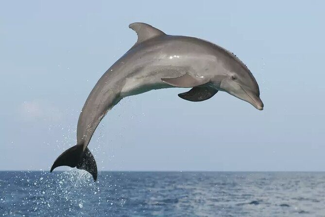 Private Guided Sunset Dolphin Watching in Adriatic Sea - Why This Tour Is Worth It