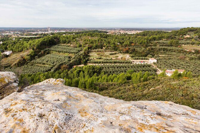 Private guided tour, olive grove in Salon de Provence. - Who Will Love This Tour?