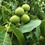 Private Guided Tour to Lasithi Plateau Villages & Olive Oil Mill - Frequently Asked Questions