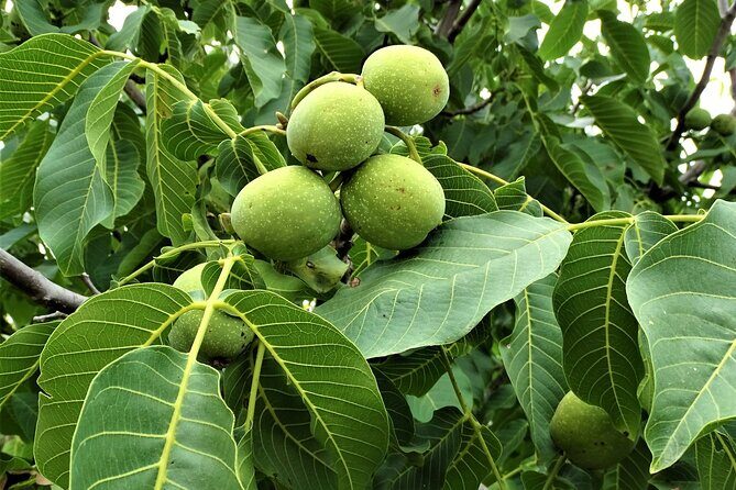 Private Guided Tour to Lasithi Plateau Villages & Olive Oil Mill - Frequently Asked Questions
