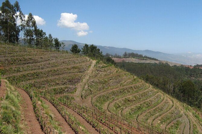 Private Half-Day Tour of Wine Fields in Portugal - A Closer Look at the Private Wine Fields Tour