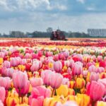 Private Keukenhof Gardens and Tulip Fields Tour from Amsterdam - The Itinerary in Detail