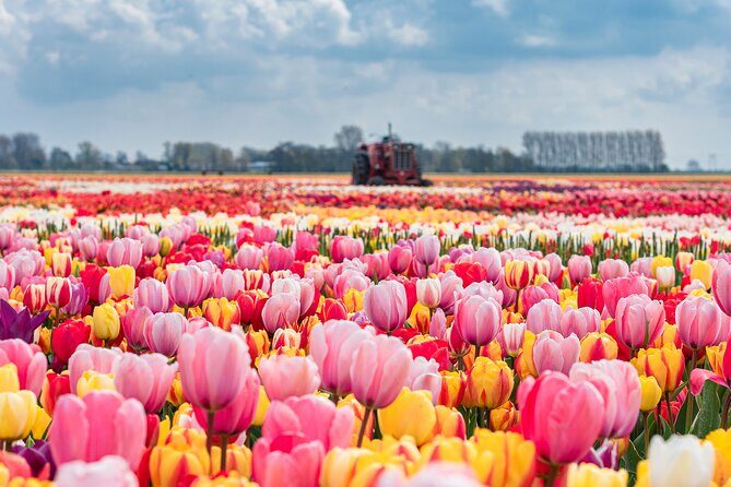 Private Keukenhof Gardens and Tulip Fields Tour from Amsterdam - The Itinerary in Detail