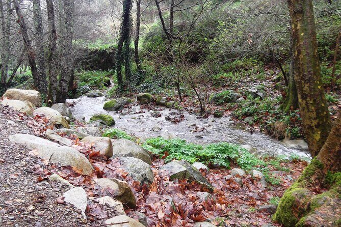 Private Monchique Guided Forest Hike w/Medronho Tasting - Exploring Monchique: A Deep Dive into the Experience
