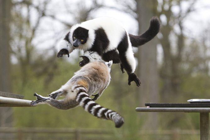 Private Return Transfer Thoiry Zoo Safari from Paris - Exploring Thoiry Zoo Safari: What’s Included and What You Can Expect