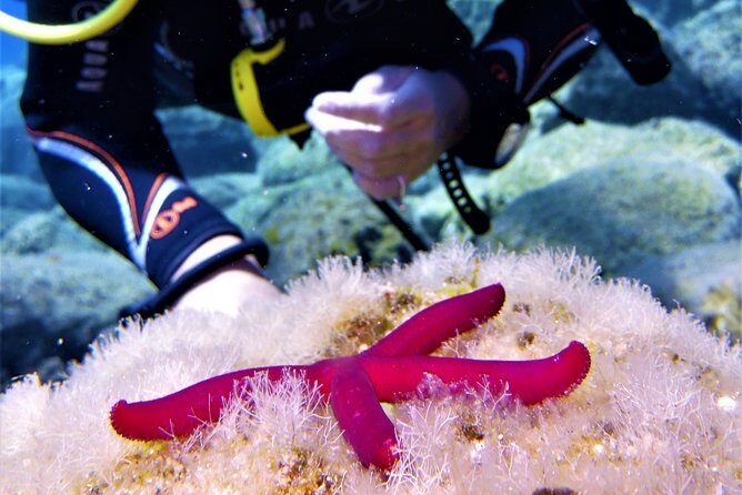 Private Scuba Diving Experience in Mandraki - FAQs