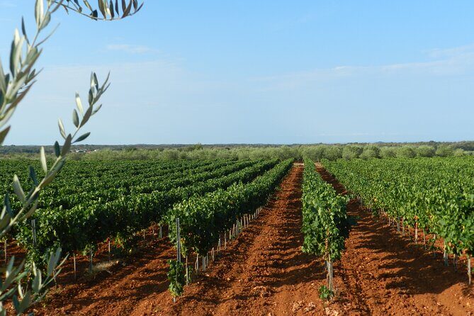 Private Sparkling Wine Tasting in Istria - What to Expect During the Experience