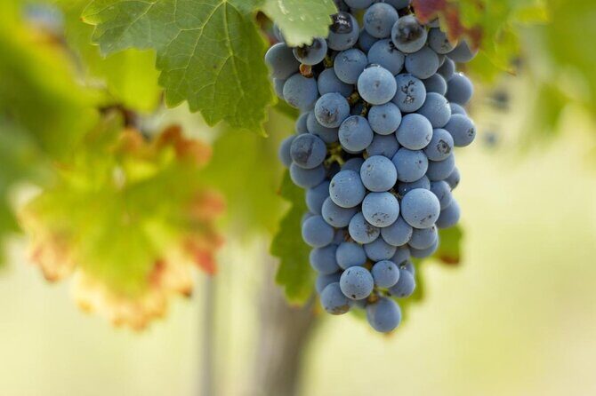 PRIVATE St Emilion Classified Growth Bordeaux wine tour - Key Points