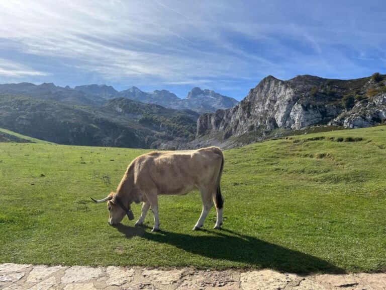 Private Tour from Oviedo to Covadonga and Europe Peaks lakes - Why This Tour Works