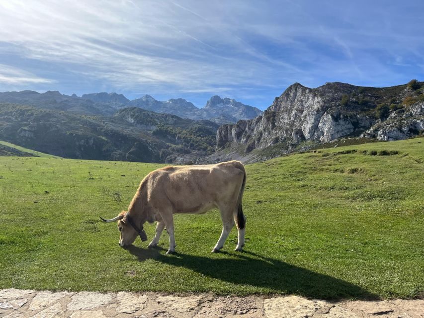 Private Tour from Oviedo to Covadonga and Europe Peaks lakes - Why This Tour Works