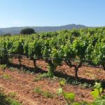Private Tour of Azeitão / Palmela / Setúbal Wines - What’s Included and What’s Not