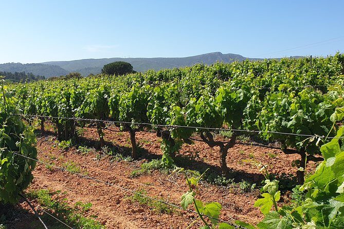 Private Tour of Azeitão / Palmela / Setúbal Wines - What’s Included and What’s Not