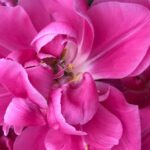 Private Tour to the Keukenhof and Tulip Fields - FAQ