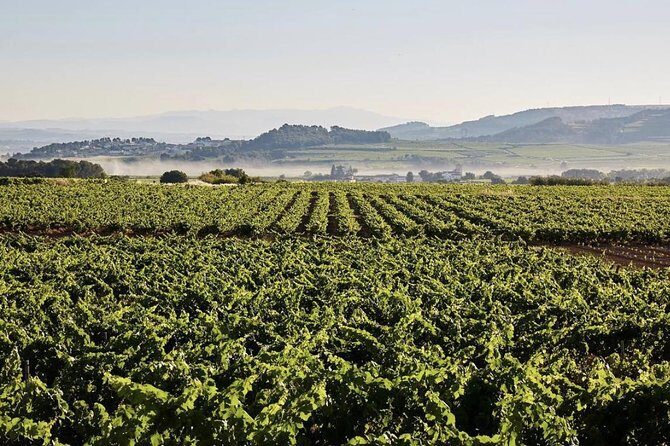 Private Tour: Top Three Organic Wineries & Local Lunch Included - Return Journey and Reflection