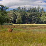 Private Tour Veluwe National Park and Kröller Müller Museum - The Kröller Müller Museum: Art in a Natural Setting
