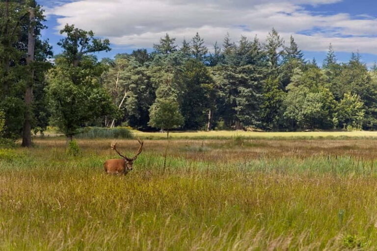 Private Tour Veluwe National Park and Kröller Müller Museum - The Kröller Müller Museum: Art in a Natural Setting