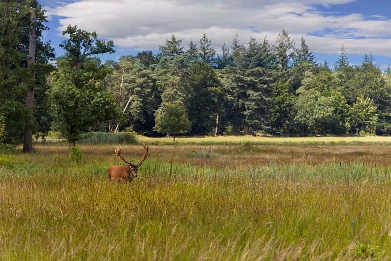 Private Tour Veluwe National Park and Kröller Müller Museum - The Kröller Müller Museum: Art in a Natural Setting