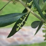 Private Traditional Olive Grove and Dragon Fruit Farm Tour - An In-Depth Look at the Tour Experience