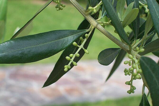 Private Traditional Olive Grove and Dragon Fruit Farm Tour - An In-Depth Look at the Tour Experience