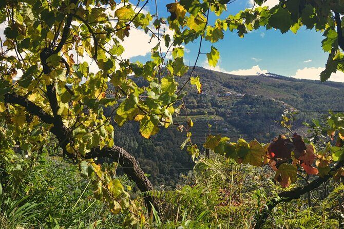 Private Vinho Verde Region Wine Tour from Porto Including Lunch - The First Winery: Celorico de Basto