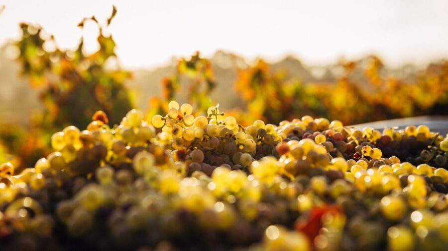 Private Wine Tasting Experience in Athens - The Sum Up: Who Will Love This Experience?