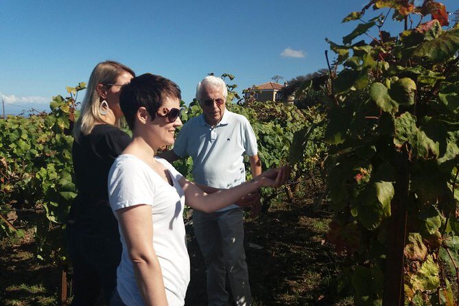 Private Wine Tasting Tour - The Experience Beyond the Wineries