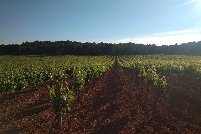 Private Wineries Tour from Valencia (morning tour) - What Makes This Tour Special?