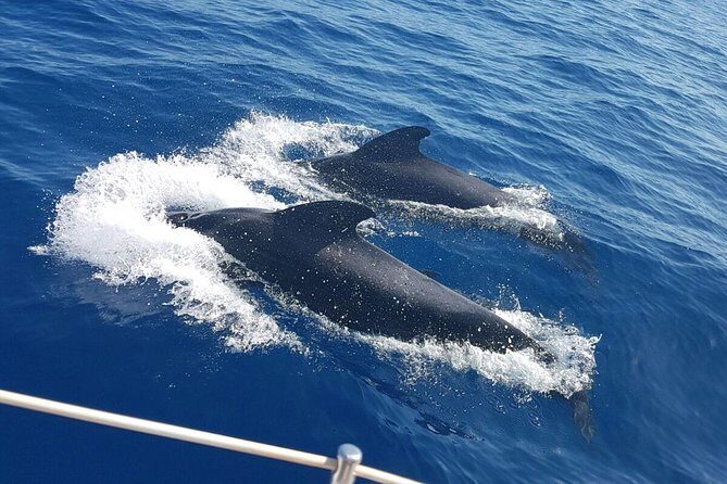 Private Yacht Tour With Whale and Dolphin Watching 33 Foot Boat - Final Thoughts