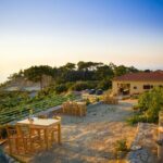 Professional Tour with Winemaker in Ikaria - A Detailed Look at the Ikaria Winemaking Experience