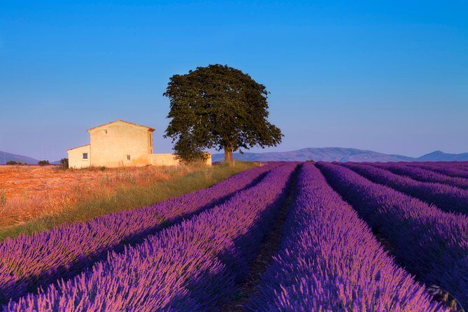 Provence Lavender Fields Tour from Aix-en-Provence - The Sum Up