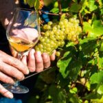 Provence Organic Wine Tasting Half Day Tour from Nice - The Value Proposition