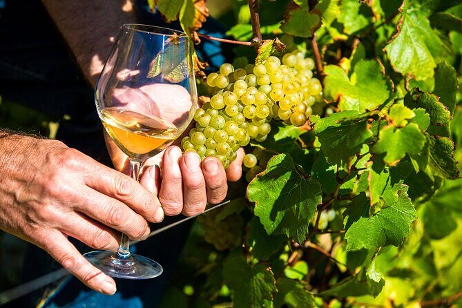 Provence Organic Wine Tasting Half Day Tour from Nice - The Value Proposition