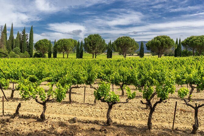 Provence Small Group Wine Full Day Tour in Chateauneuf du Pape vineyard from Aix - FAQ