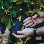 Provence Wine Tour - Private Day Tour from Antibes - An In-Depth Look at the Provence Wine Tour