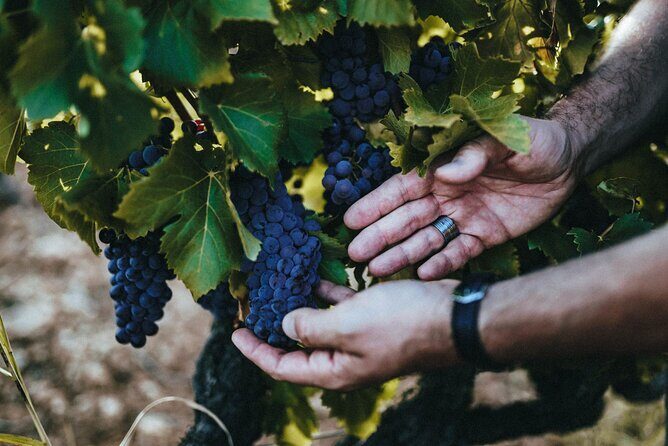 Provence Wine Tour - Private Day Tour from Antibes - An In-Depth Look at the Provence Wine Tour