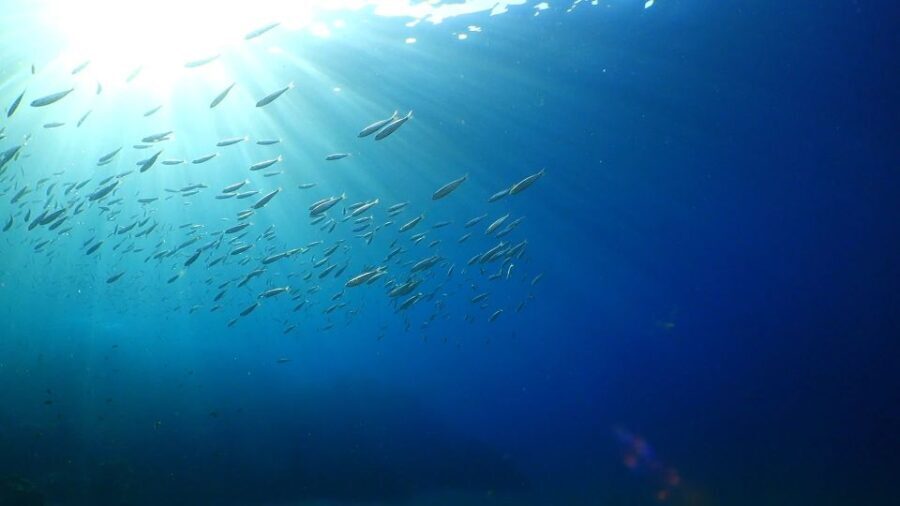 Puerto del Carmen: Snorkeling Trip with Dive Instructor - Why This Snorkeling Trip Stands Out