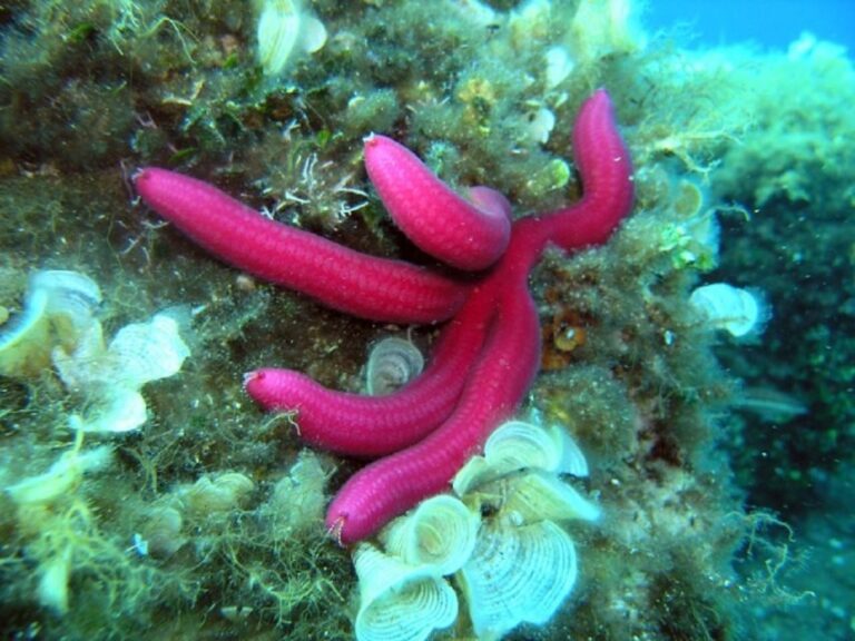 Pula: Bike Tour of Ancient Pula & Aquatic Adventures - Seaside Adventure & Underwater Fun