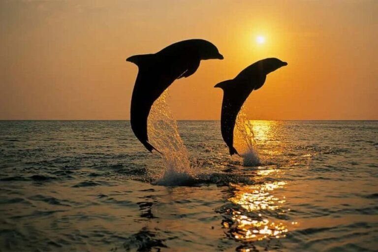 Pula: Boat Dolphin tour and Romantic Sunset at N.P. Brijuni - FAQs